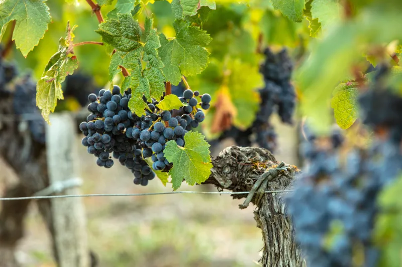 Grappe de raisin noir mûr sur un cep de vigne du domaine.