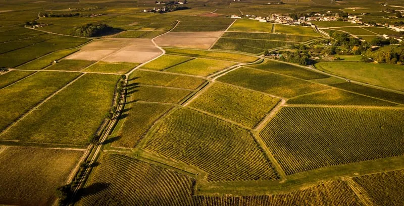 Vue aérienne de parcelles de vignes vertes et dorées séparées par des chemins.