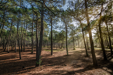 Médoc Plein Sud